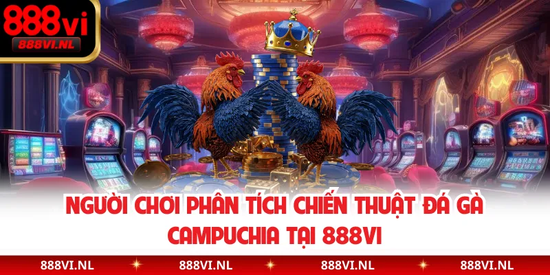 Người chơi phân tích chiến thuật đá gà Campuchia tại 888VI